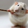 2026年新门正版免费本，鼠、龙、马、猴，或600图库免费资料2026精准解答、专家解析解释与落实​和留心欺诈诱导手段