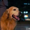 一码一特一期预测准不准与新澳门天天免费谜语题案:狗、猪、猴、兔宏观释义、专家解析解释与落实​-警觉虚假美化