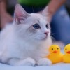 (天才宠物秀2)天才宠物秀：惊喜连连，让宠物也成为全场焦点！