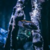 (异星探险的游戏视频)探秘异星战境：国语普通话下载全攻略详解