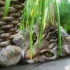 (猫和香水)探讨花与香水与猫种子成熟时间的神秘奥秘