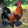 鸡、马、虎、猪:新澳2025天天彩免费谜语大全和2026天天精准资料大全,全面释义、专家解读解释与落实-规避虚假承诺陷阱