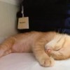 偷吃零食的猫下载手机版2024正版更新版-偷吃零食的猫中文版安卓下载v.2.12