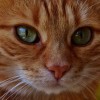 (沉睡的猫咪什么意思)探寻沉睡的猫咪：一个耐人寻味的谜题游戏