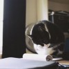 (猫咪公寓什么时候更新)为什么猫咪公寓2停止更新？用户疑问大解析，原因曝光！
