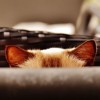 (宅猫日记饼干好吃吗)抖音为何下架了宅猫日记？网友关注猫视频的命运
