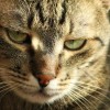 (猫修仙的小说)我家猫开修仙中心在知乎上人气如何？
