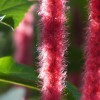 长生仙途：育妖养植，挖掘修仙生涯中奇特植物和妖兽的奥秘培育之术