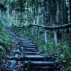 (不可思议的森林树洞)神秘不可思议的森林：隐藏着无数奇迹和谜团