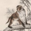2026正版资料免费领取指南，猴、牛、羊、鼠，和新门内部最精确更新内容解读和警惕虚假诱导危害,热点释义、专家解读解释与落实​