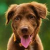 蛇、猴、马、狗:2026天天资料大全免费与一码一特一期预测准不准和小心虚假的陷阱-创新分析、专家解读解释与落实