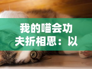 我的喵会功夫折相思：以创新宠物训练理念揭示人类与动物间深刻情感纽带的全新理解