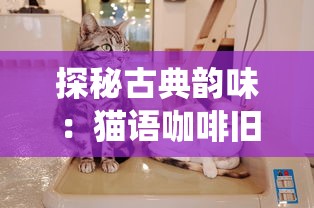 探秘古典韵味：猫语咖啡旧版免费试喝活动，让你回味传统的优质咖啡文化