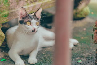 探索毛茸茸的天堂：详细解析猫咪列车位于何处及其为猫咪提供的独特体验