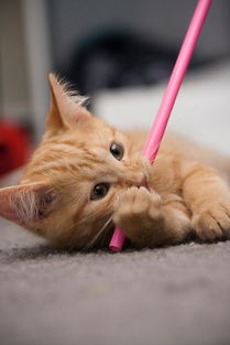 “全面战争竞技场关服公告:玩家们如何应对这一重磅消息和后续变化的思考” “全面战争竞技场关服公告:玩家们如何应对这一重磅消息和后续变化的思考”