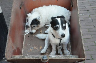 寻宝游戏的意义：探索未知领域，激发勇气与探险精神，提升智力与解谜能力。