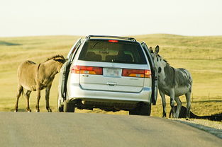 深入探索库兰德车型：以汽车性能、配置与定价为重点的全面分析