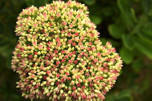 (炉石传说所有属性介绍)探寻炉石传说中的12个种族：不同力量的碰撞与融合