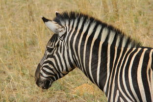 (大明侠客令赚钱)探索大明侠客令:如何在游戏中赚取9999999元宝的技巧与攻略 (大明侠客令赚钱)探索大明侠客令:如何在游戏中赚取9999999元宝的技巧与攻略