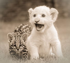 (游戏王大师决斗是手游吗)游戏王大师决斗最新版本更新：全新玩法和更多惊喜等你来体验