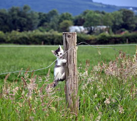 (小动物之星在哪玩)小动物之星下架了吗?探讨游戏去除原因与玩家的反响 (小动物之星在哪玩)小动物之星下架了吗?探讨游戏去除原因与玩家的反响