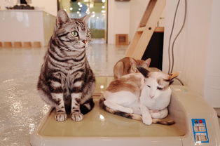 (猫猫咖啡屋攻略)猫猫咖啡屋停服：情深意切，网友纷纷送别，期待再相逢。