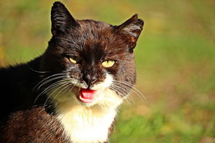 (亲吻猫咪猫咪能明白什么意思吗)亲吻猫咪游戏：在猫猫惊魂的奇幻世界中与喵星人展开冒险！