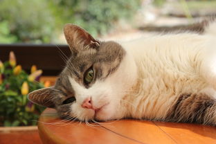 (猫宅日记兑换码2021)猫宅日记传说：猫咪卡兑换码是什么？