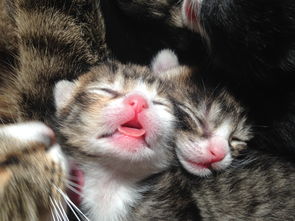 《西游仙魔传激活码》- 为仙魔之旅添彩添福,快来领取属于你的专属码吧! 《西游仙魔传激活码》- 为仙魔之旅添彩添福,快来领取属于你的专属码吧!