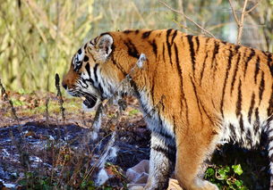 (狼人代码)探寻代号X狼人游戏官网入口,玩转狼人杀的精彩世界 (狼人代码)探寻代号X狼人游戏官网入口,玩转狼人杀的精彩世界