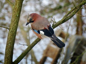 全民大作战：团结一心，共同抗击挑战，齐心协力迎战未知挑战。