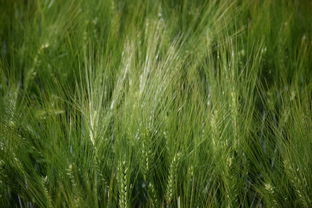 (战神沈七夜)战神出狱:主角沈夜的复仇之路究竟会如何收场? (战神沈七夜)战神出狱:主角沈夜的复仇之路究竟会如何收场?