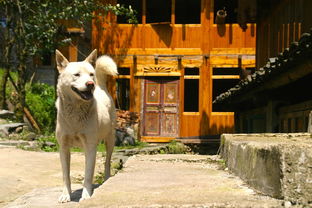 (中华田园猫值钱吗?)中华田园猫:价格如何? (中华田园猫值钱吗?)中华田园猫:价格如何?