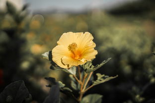 (阳光灿烂快乐成长)阳光灿烂,健康快乐,无忧无虑,人生如梦 (阳光灿烂快乐成长)阳光灿烂,健康快乐,无忧无虑,人生如梦