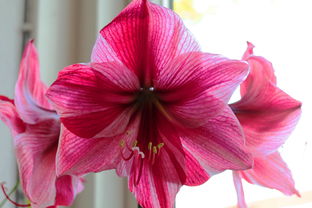 (解压花的制作方法)探索解压消花朵:释放压力、绽放心灵的自然疗愈之道 (解压花的制作方法)探索解压消花朵:释放压力、绽放心灵的自然疗愈之道