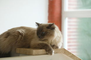 (猫咖啡店app)猫咖啡店官方版：专属猫咖啡店体验，尽情品味猫的魅力