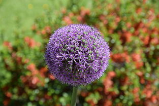 (符文工房3木材快速)符文工房3攻略:如何在大树开花时获得最佳效果? (符文工房3木材快速)符文工房3攻略:如何在大树开花时获得最佳效果?