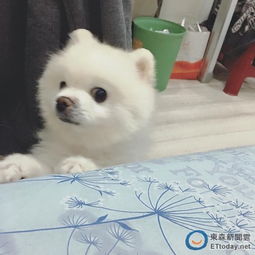 宠物配对连一连官方版下载-宠物配对连一连2024下载v.3.85 宠物配对连一连官方版下载-宠物配对连一连2024下载v.3.85