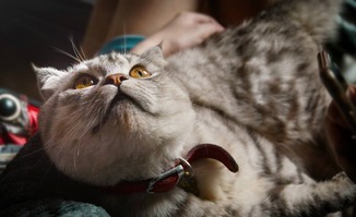 猫咪和汤最新版汉化版下载安装-猫咪和汤最新版游戏正版下载v.2.13 猫咪和汤最新版汉化版下载安装-猫咪和汤最新版游戏正版下载v.2.13