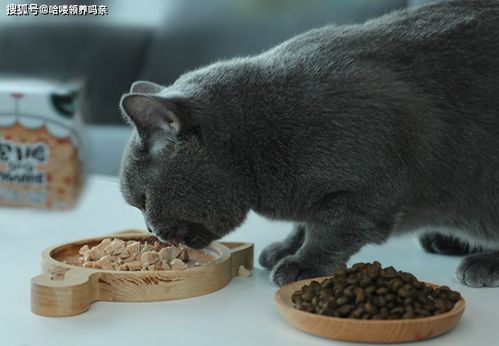 猫咪和汤无限钻石全解锁最新版2024下载-猫咪和汤无限钻石官方版下载v.6.27 猫咪和汤无限钻石全解锁最新版2024下载-猫咪和汤无限钻石官方版下载v.6.27