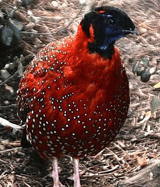 某怪猫风格肉鸽射击下载最新版本-某怪猫风格肉鸽射击玩穿越下载v.0.50