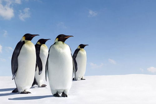 企鹅兄弟2024下载-企鹅兄弟无广吿免费下载v.2.69