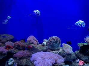 探索深海之谜，迷航手机下载尽览海底奥秘