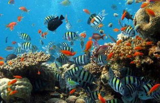 探索深海之谜，迷航手机下载尽览海底奥秘