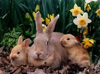 勇猛迎战！进击的肥兔闪亮登场，独领风骚征服世界