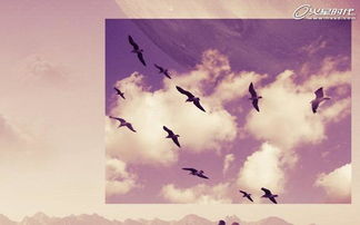 飞鸟千野渡全文免费阅读笔趣阁,探寻飞鸟穿越千野间的奇幻世界,畅游文字之美 飞鸟千野渡全文免费阅读笔趣阁,探寻飞鸟穿越千野间的奇幻世界,畅游文字之美