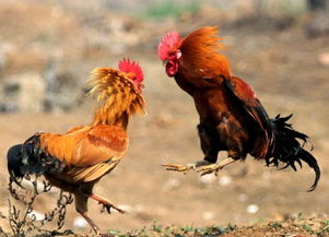 虎、蛇、狗、鸡,澳彩网站www.49159.соm查询:澳门管家婆100精准香港谜语答案跟澳门一码一特一中预测准不准,零基解答、解释与落实-留心误导的烟雾弹 虎、蛇、狗、鸡,澳彩网站www.49159.соm查询:澳门管家婆100精准香港谜语答案跟澳门一码一特一中预测准不准,零基解答、解释与落实-留心误导的烟雾弹