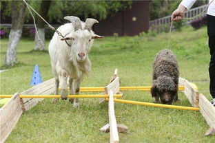 2025全年免费资料大全，狗、猴、羊、虎，同2025全年免费资料大全最新-智能释义、专家解析解释与落实​,警惕夸大其词宣传