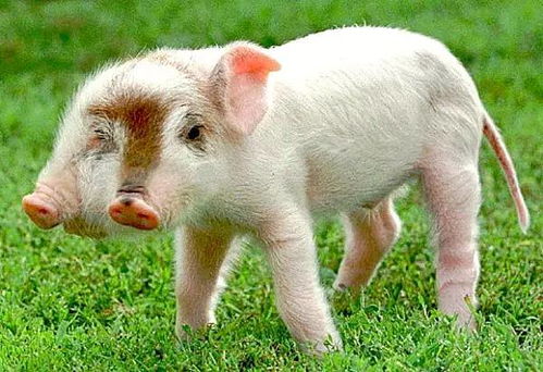 怀疑:狗、鸡、猴、猪:新奥一特一码预测与新澳门开六今晚一特一下期预测327期-多维释义、专家解读解释与落实,谨防不实诱导危害