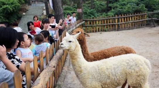 大三巴的资料免费大全一和2025新澳正版资科免费资本鸡、羊、兔、马和抵制误导的假把式-场景解答、解释与落实